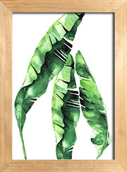 cuadro hojas plantas